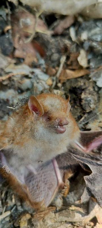 Hairy-winged Bat