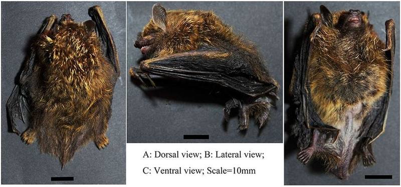 Formosan Tube-nosed Bat