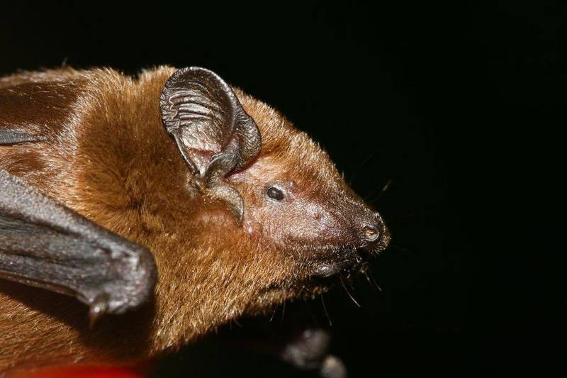 Blanford's False Serotine