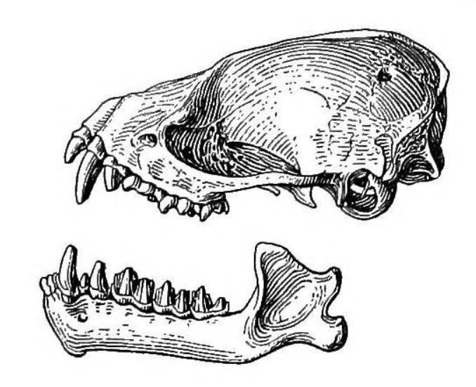 Tickell's False Serotine