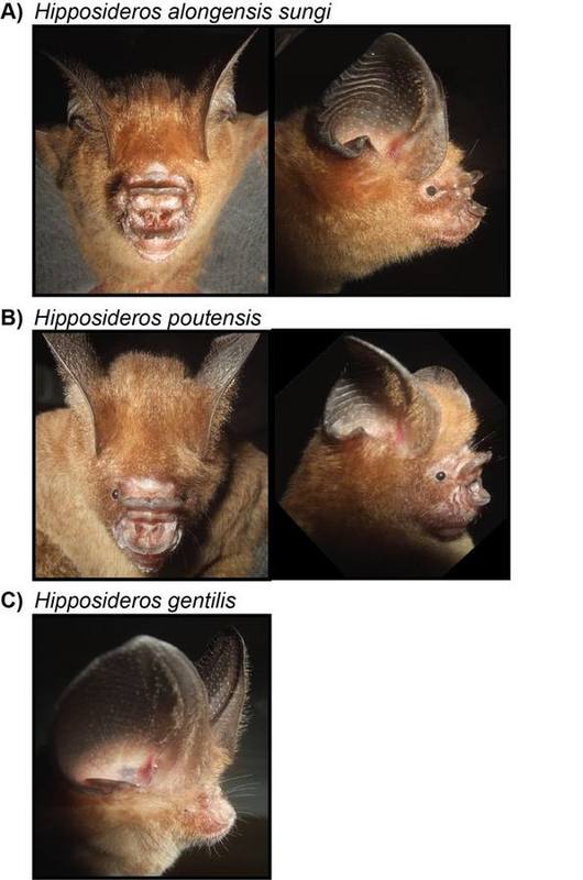 Ha Long Roundleaf Bat