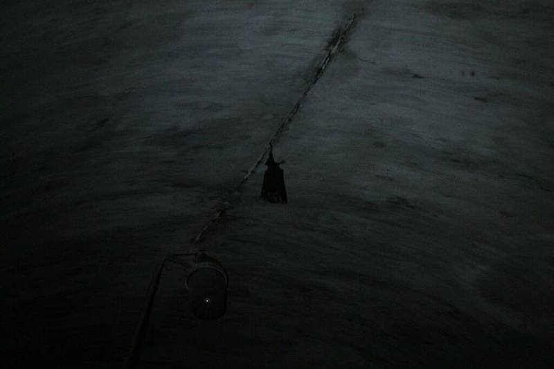 Great Himalayan Roundleaf Bat