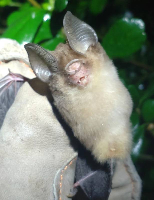 Least Roundleaf Bat