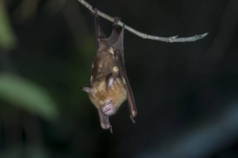 Diadem Roundleaf Bat