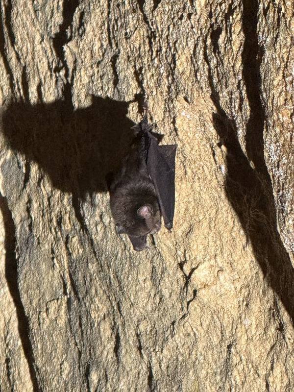Cantor's Roundleaf Bat