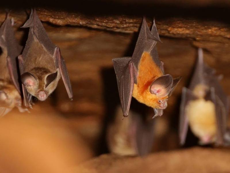 Andersen's Roundleaf Bat