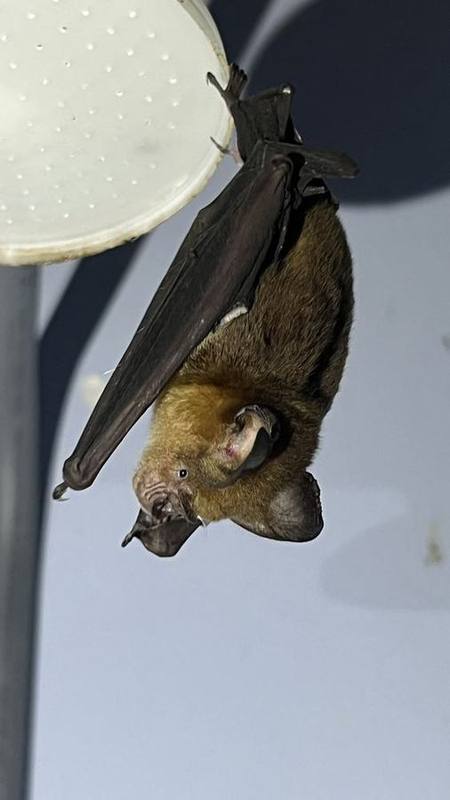 Grand Roundleaf Bat