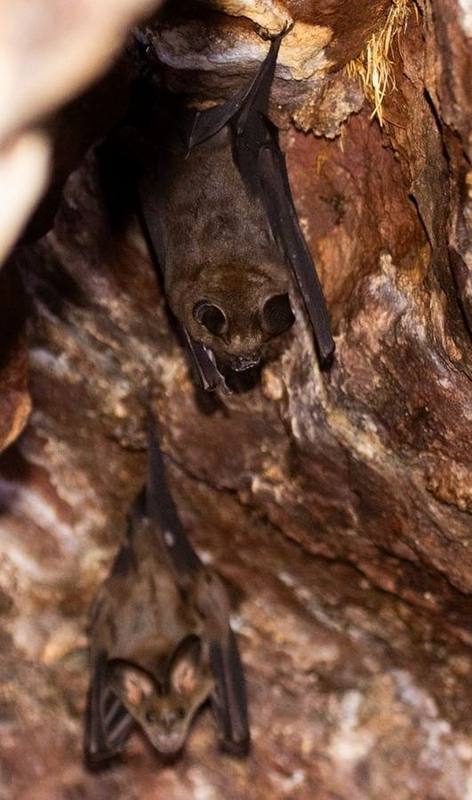 Griffin's Roundleaf Bat