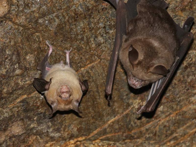 Horsfield's Roundleaf Bat
