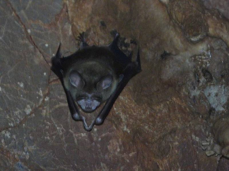 Shield-faced Roundleaf Bat