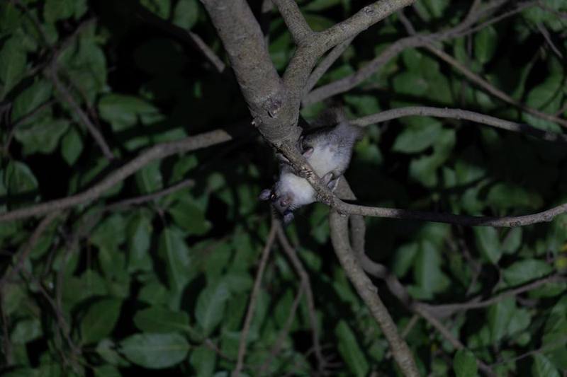 Indochinese Flying Squirrel