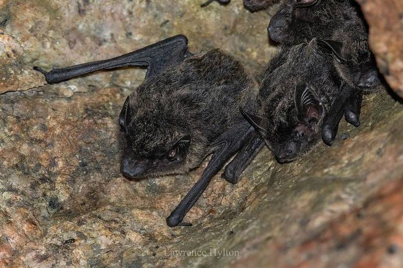Chinese Pipistrelle