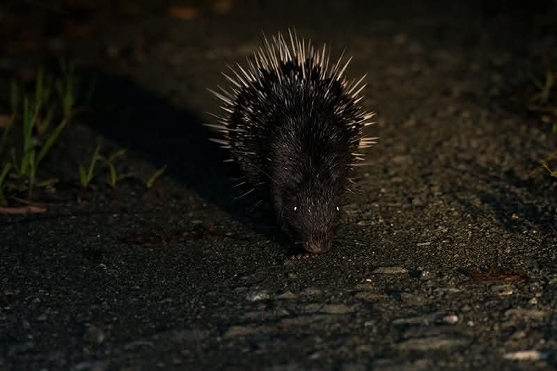 Malayan Porcupine