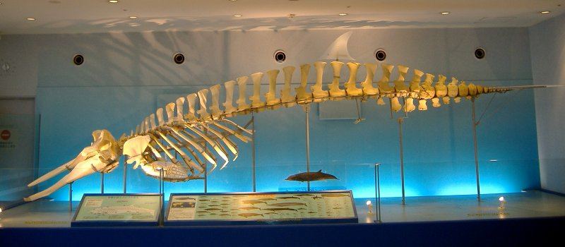 Longman's Beaked Whale