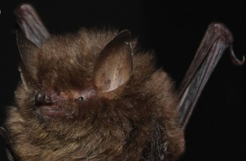 Indochinese Woolly Bat