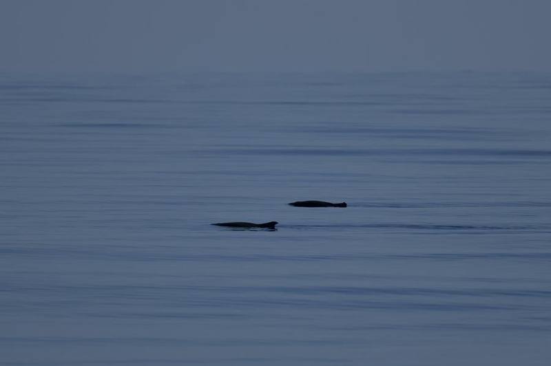 Dwarf Sperm Whale
