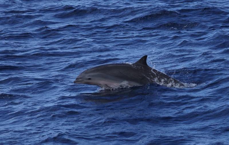Fraser's Dolphin