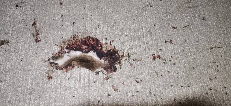 Edwards's Long-tailed Giant Rat