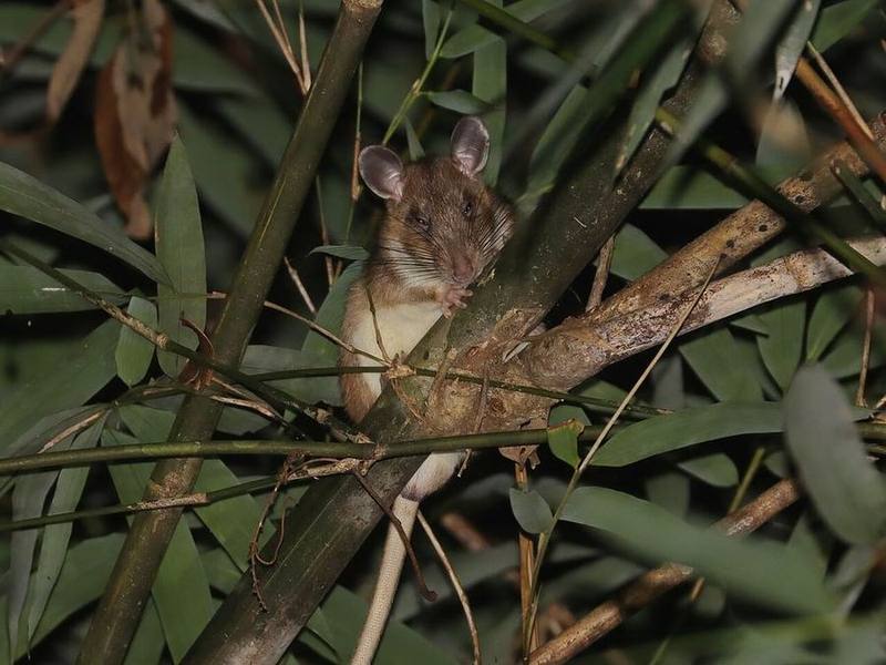 Herbert's Long-tailed Giant Rat
