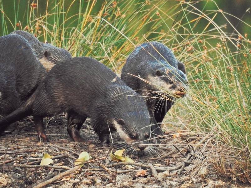 Asian Small-clawed Otter