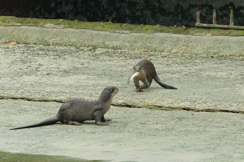 Smooth-coated Otter