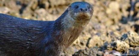 Hairy-nosed Otter