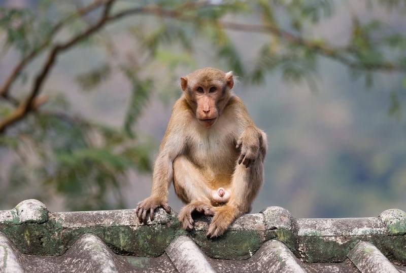 Assamese Macaque