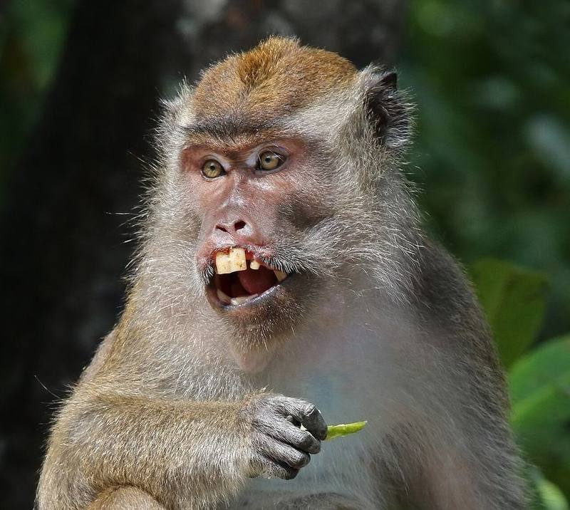 Long-tailed Macaque