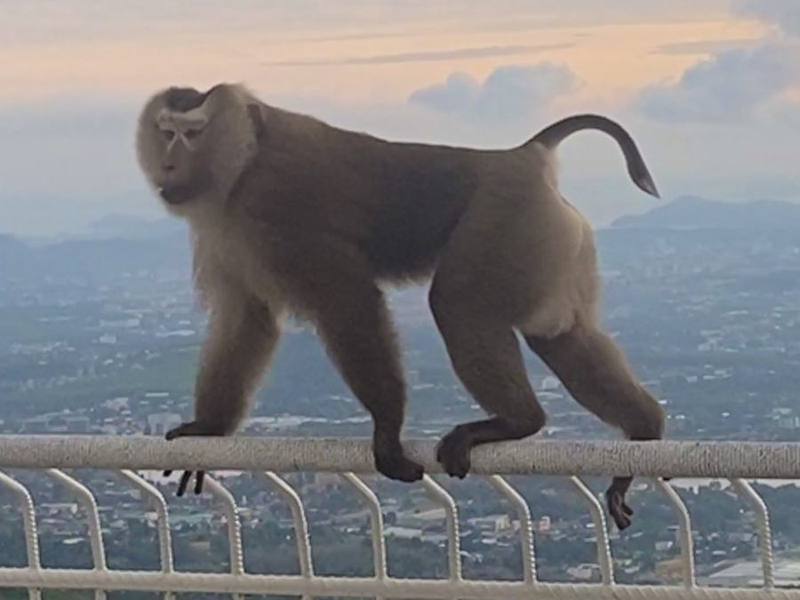 Northern Pig-tailed Macaque
