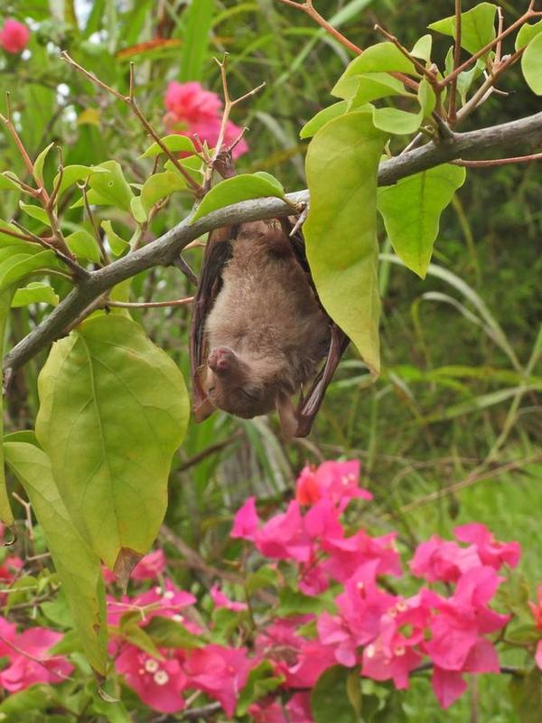 Lesser Long-tongued Blossom Bat