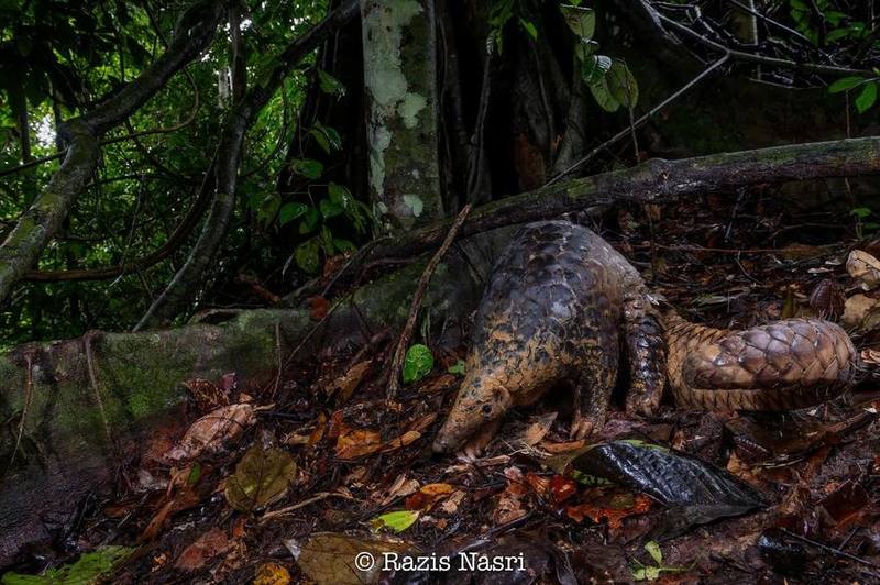Sunda Pangolin