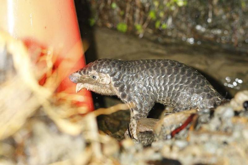 Short-tailed Pangolin