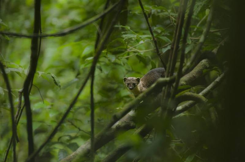 Yellow-throated Marten