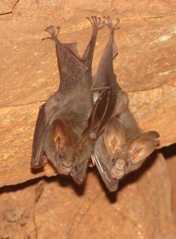 Lesser Asian False-vampire