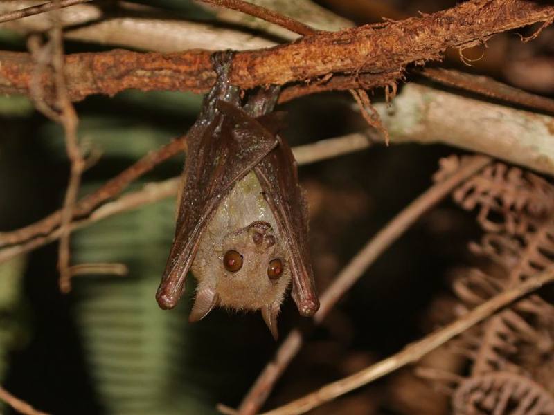 Ratanaworabhan's Tailless Fruit Bat