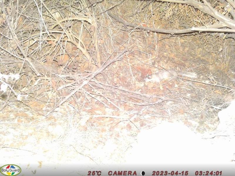 Large-toothed Ferret-badger