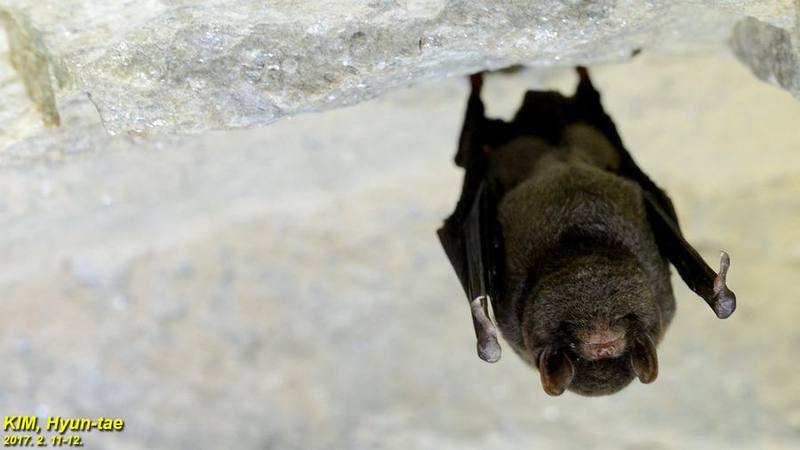 Asian Long-fingered Bat