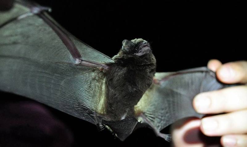 Large Long-fingered Bat