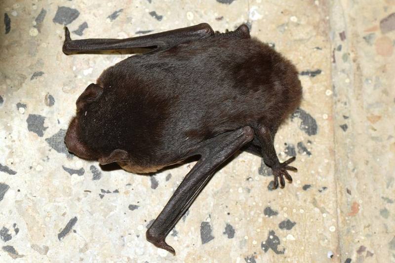 Joffre's Bat