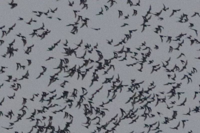 Wrinkle-lipped Free-tailed Bat