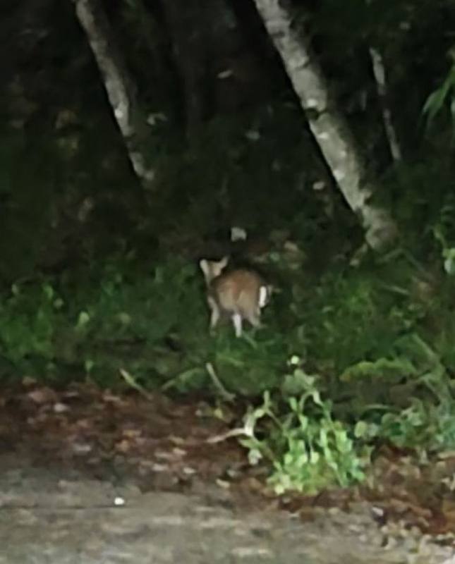 Annamite Muntjac