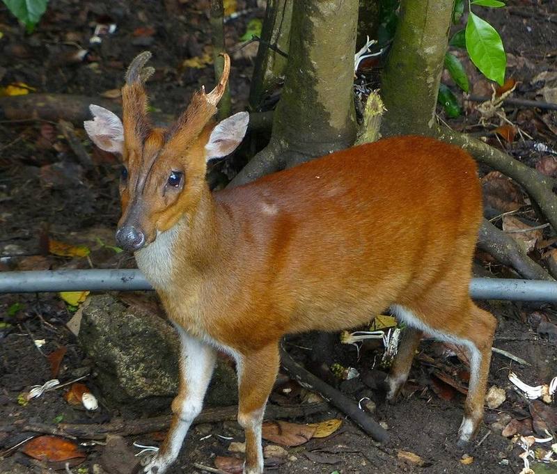Northern Red Muntjac