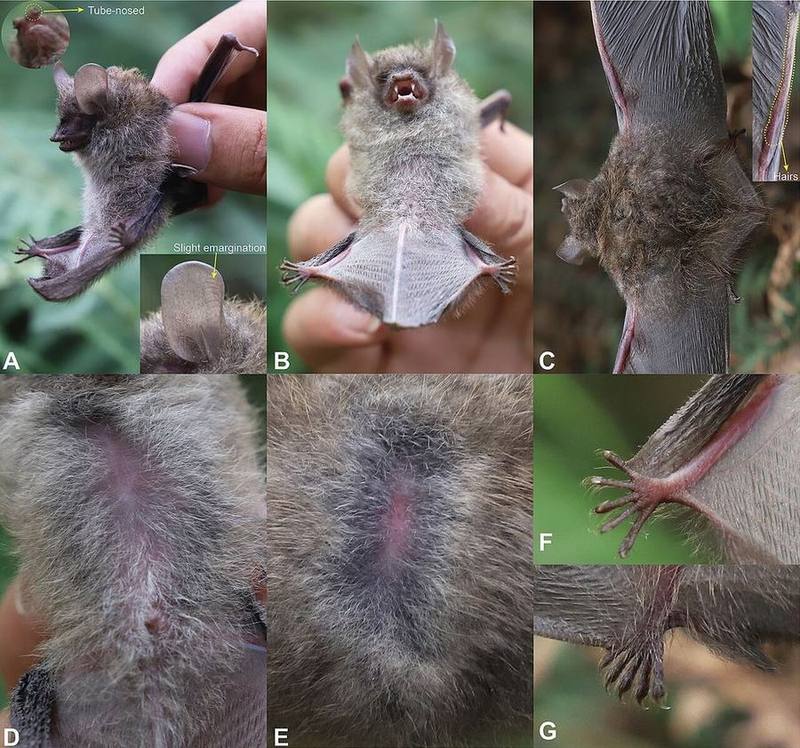 Fujian Tube-nosed Bat