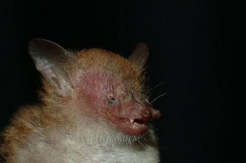 Walston's Tube-nosed Bat
