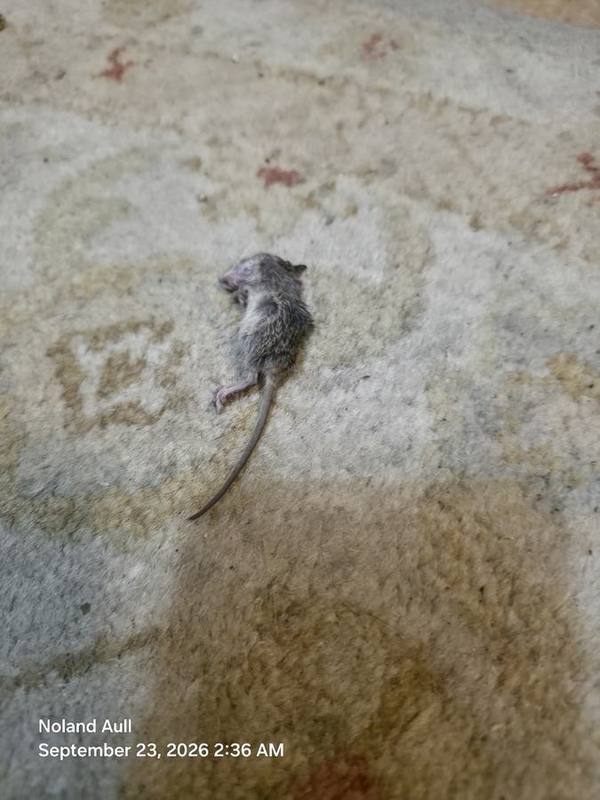 House Mouse