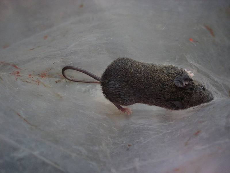 Indochinese Shrew-like Mouse
