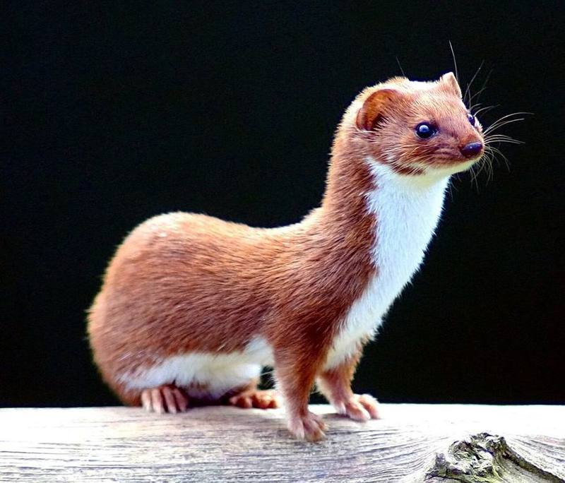 Least Weasel