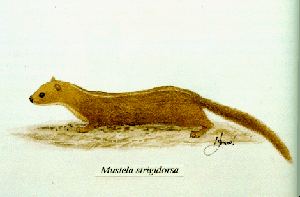 Back-striped Weasel