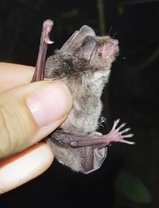 Horsfield's Myotis