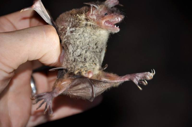 Rickett's Big-footed Myotis